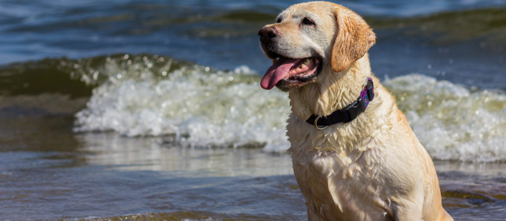 Your dog will absolutely love a fun day at the beach!