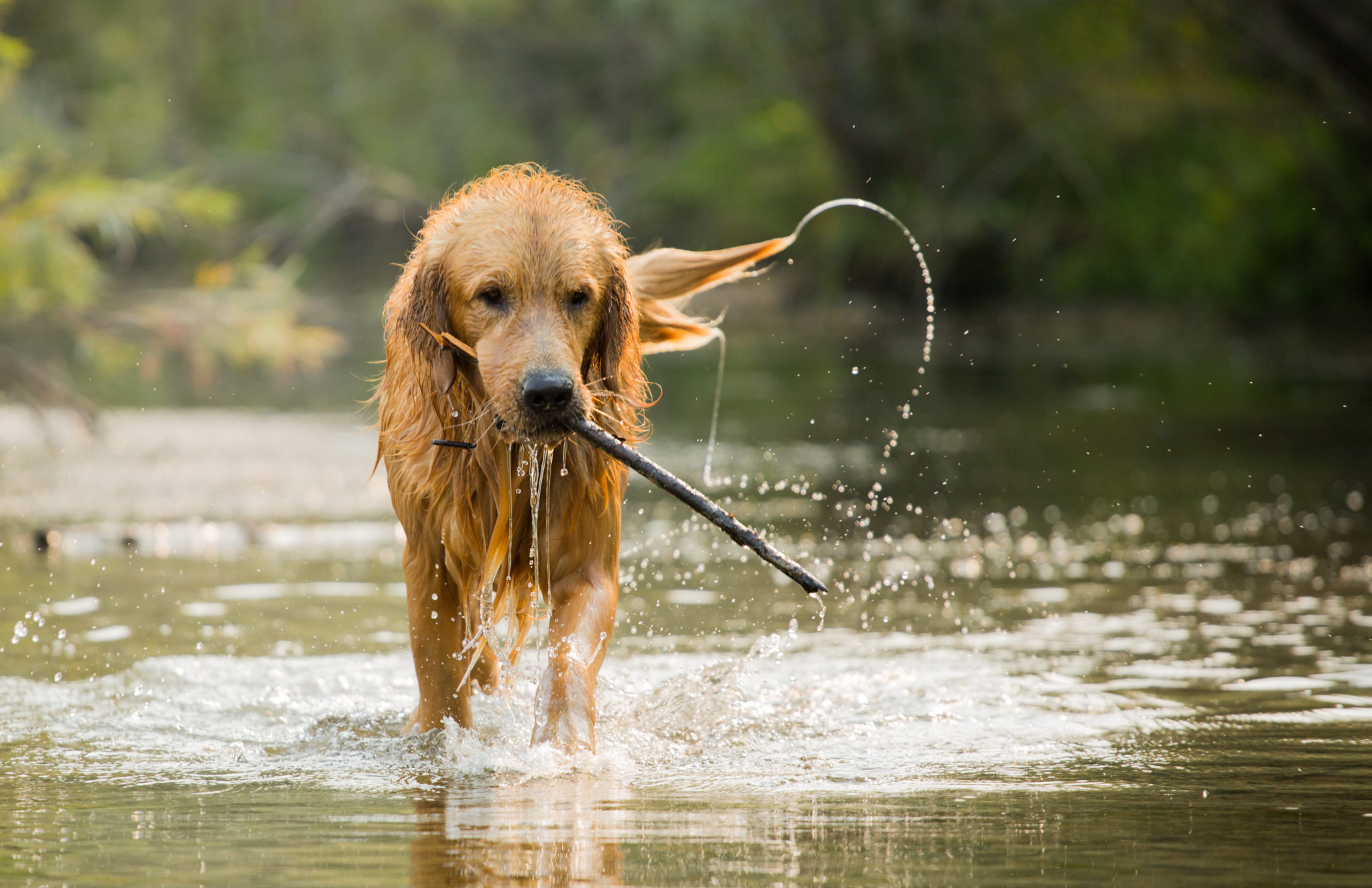 Dog Friendly Swimming Holes Florida CAMPR CLICK 