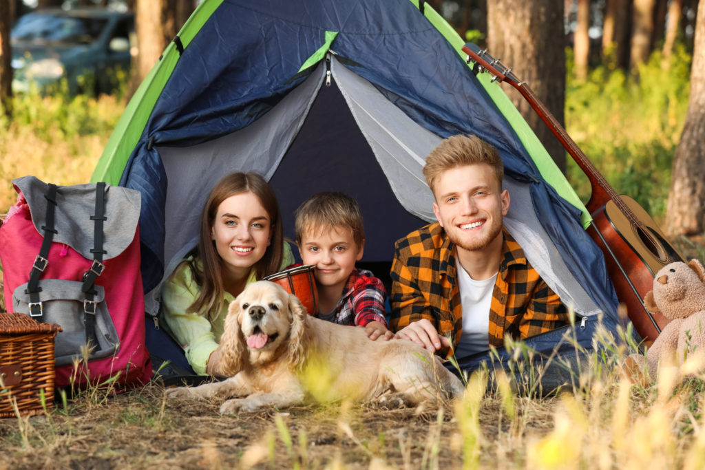 Camping Bed for Dogs (Review & Buying Guide) | The Camping Chair